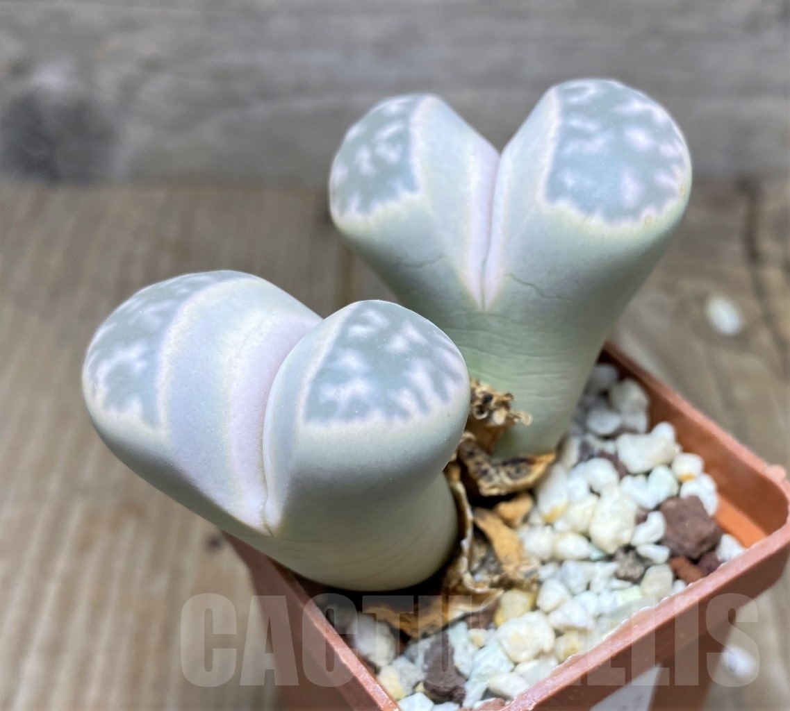 SHPR14707 Lithops karasmontana v. eberlanzii C 208 - Image 2