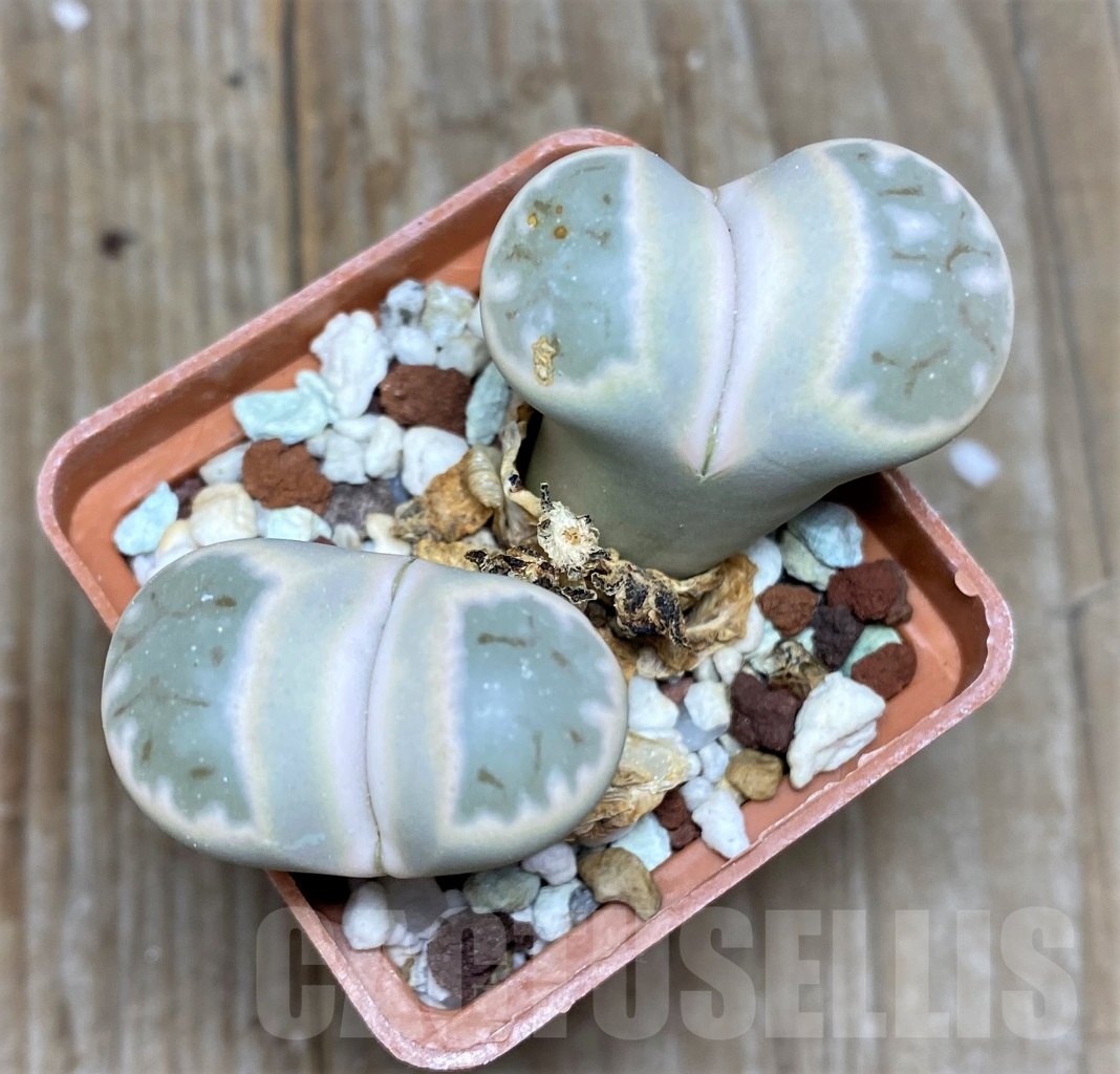 SHPR14708 Lithops karasmontana v. eberlanzii C 208