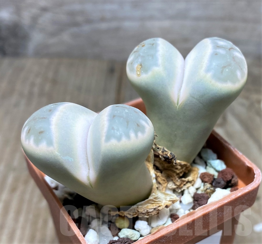 SHPR14708 Lithops karasmontana v. eberlanzii C 208 - Image 2