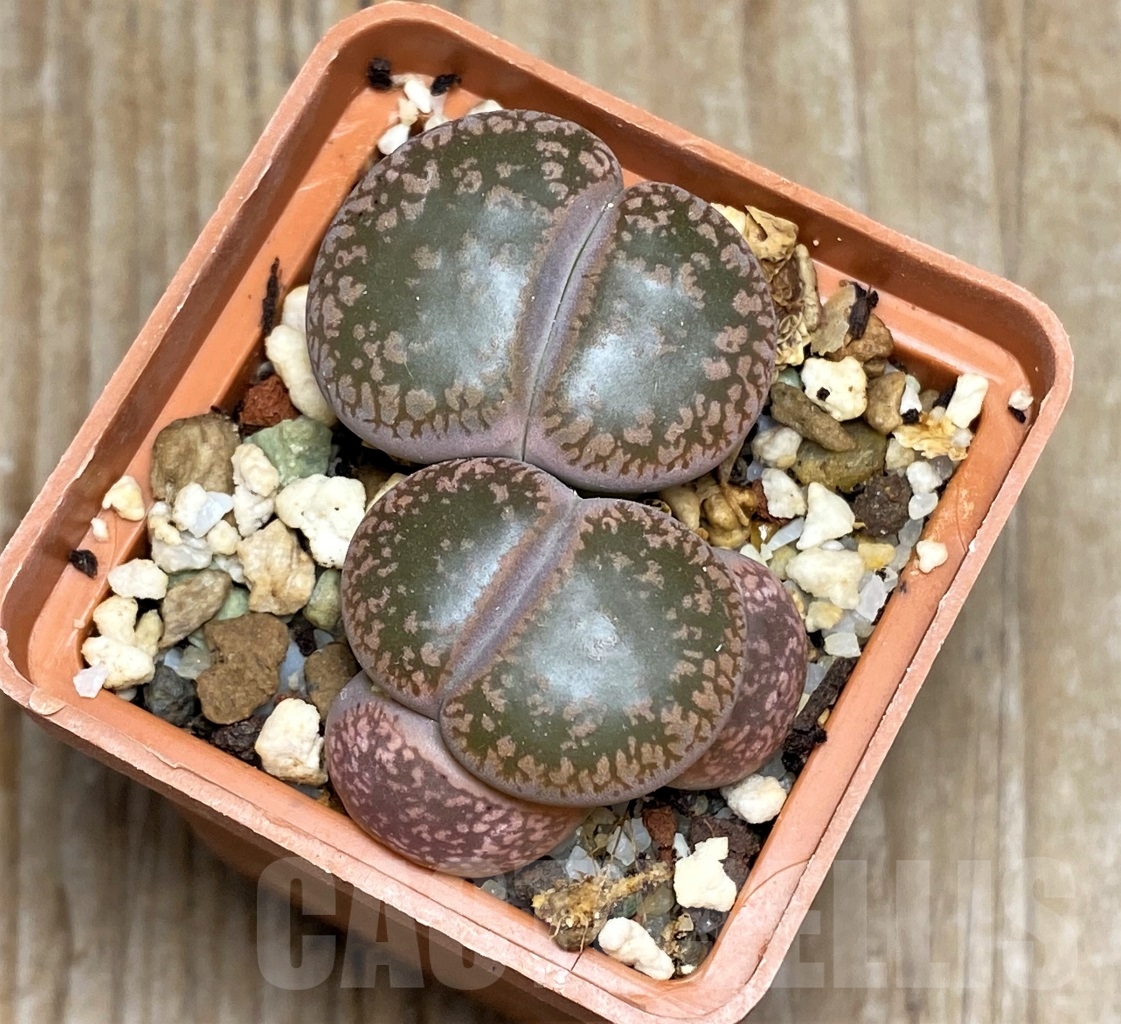 SHPR14713 Lithops aucampiae 'Nugget'
