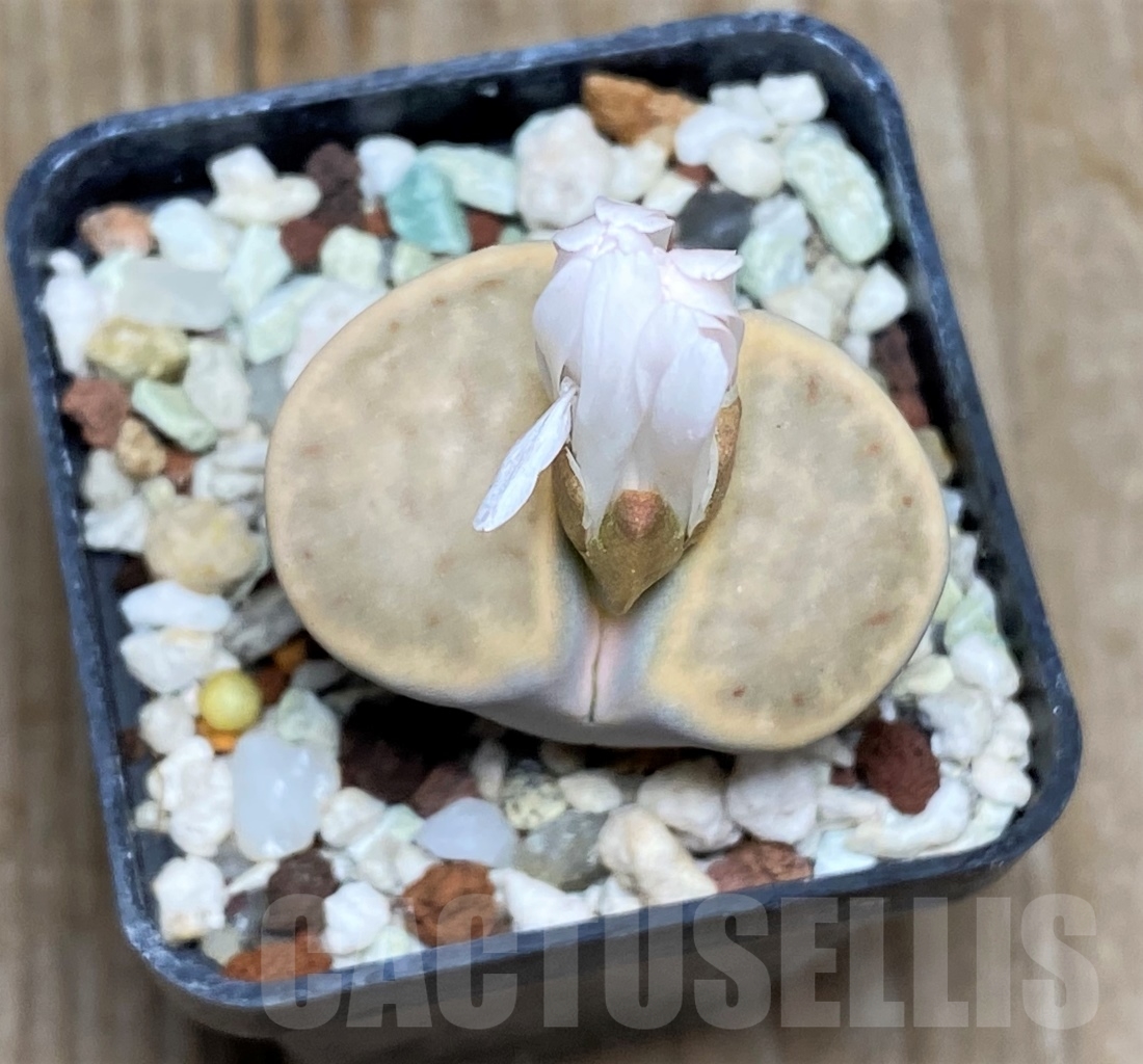 SHPR14715 Lithops karasmontana v. mickbergensis - Image 2