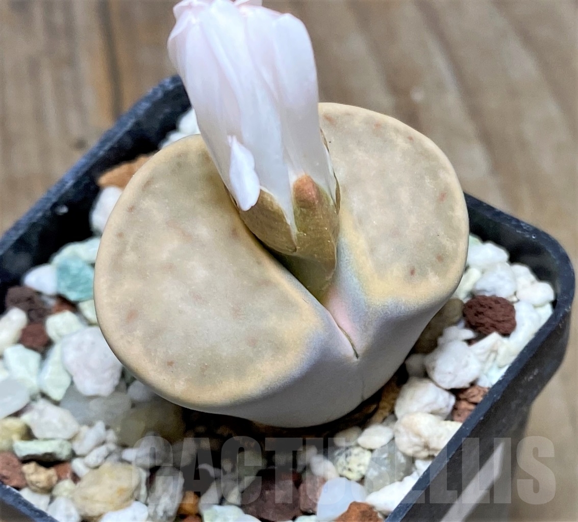 SHPR14715 Lithops karasmontana v. mickbergensis