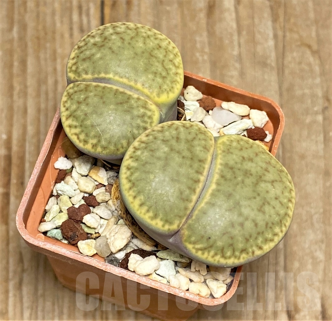 SHPR14717 Lithops bromfieldii C 116