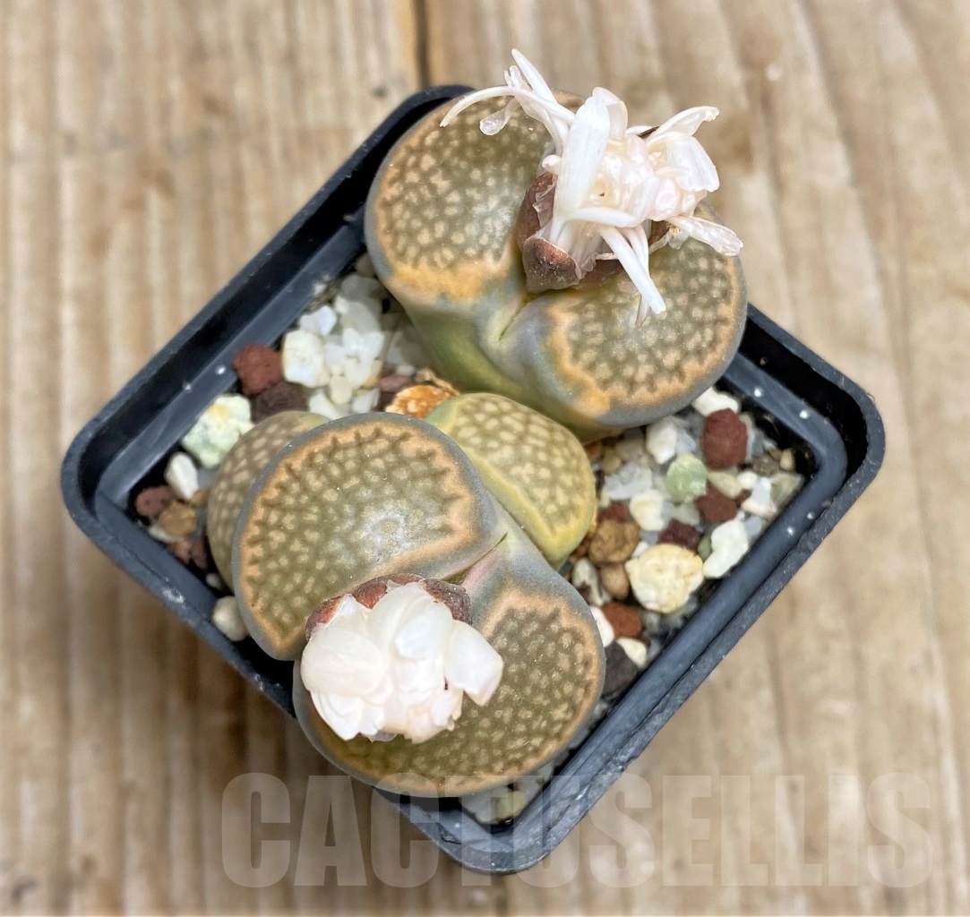 SHPR14718 Lithops hookeri