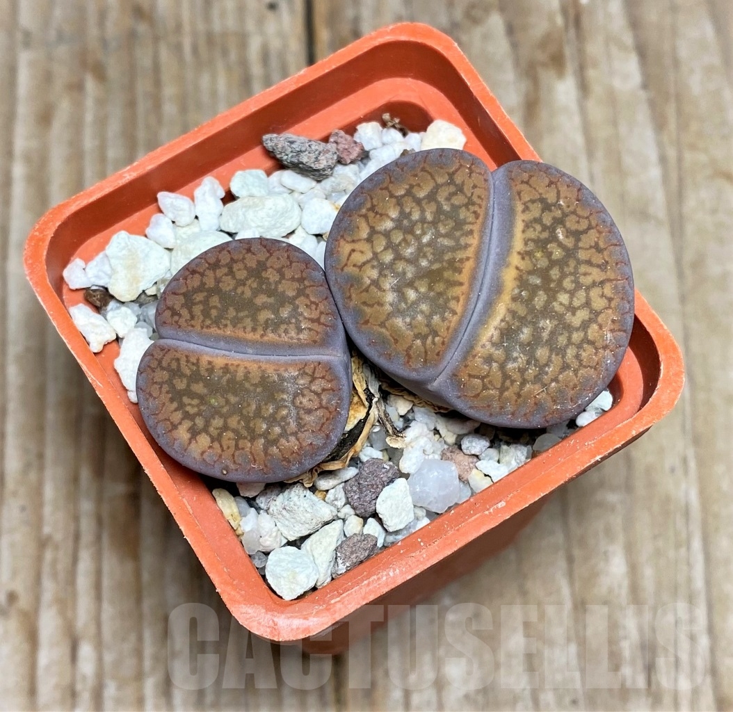 SHPR14720 Lithops aucampiae
