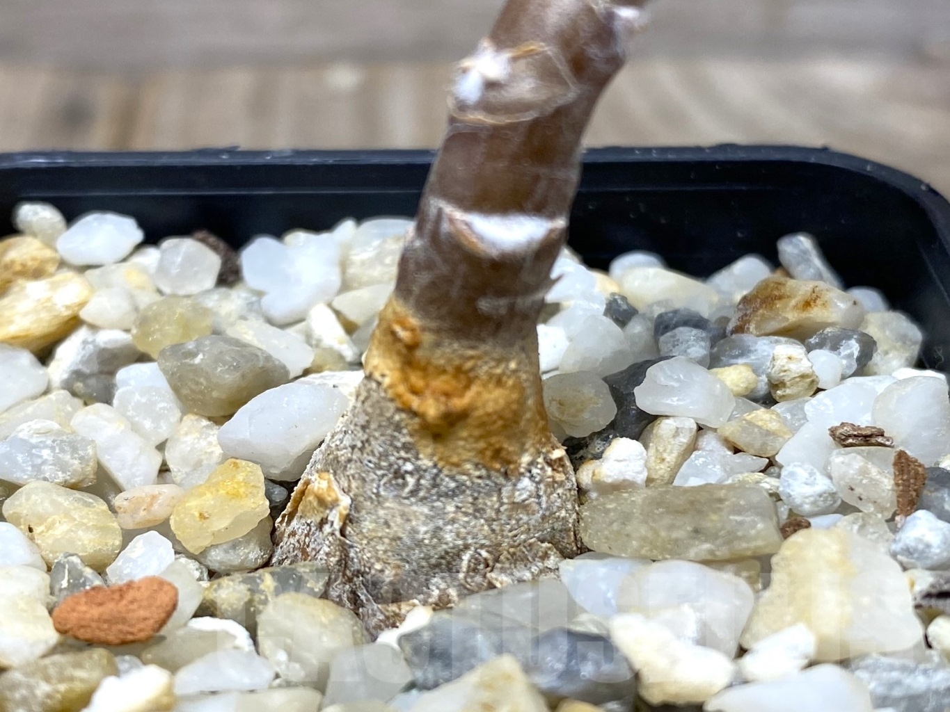 SHPR14673 Othonna pachypoda - Зображення 3