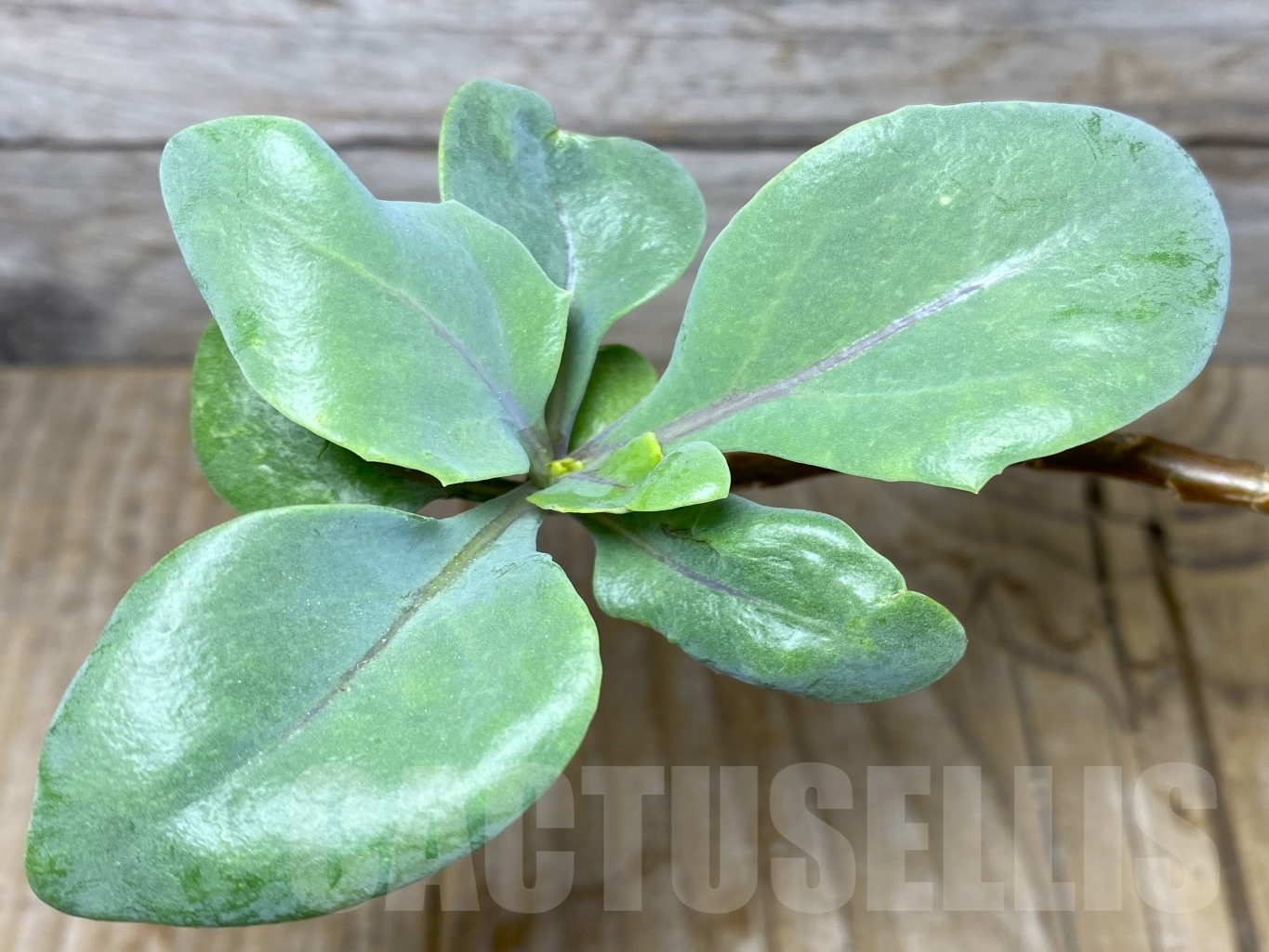 SHPR14673 Othonna pachypoda - Зображення 2