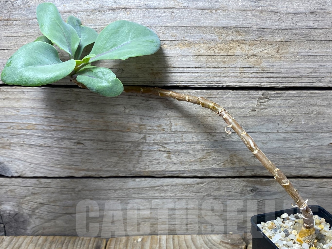 SHPR14673 Othonna pachypoda