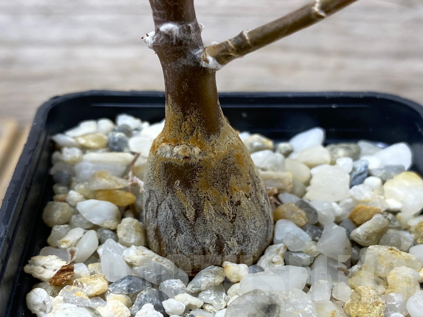 SHPR14674 Othonna pachypoda - Зображення 2