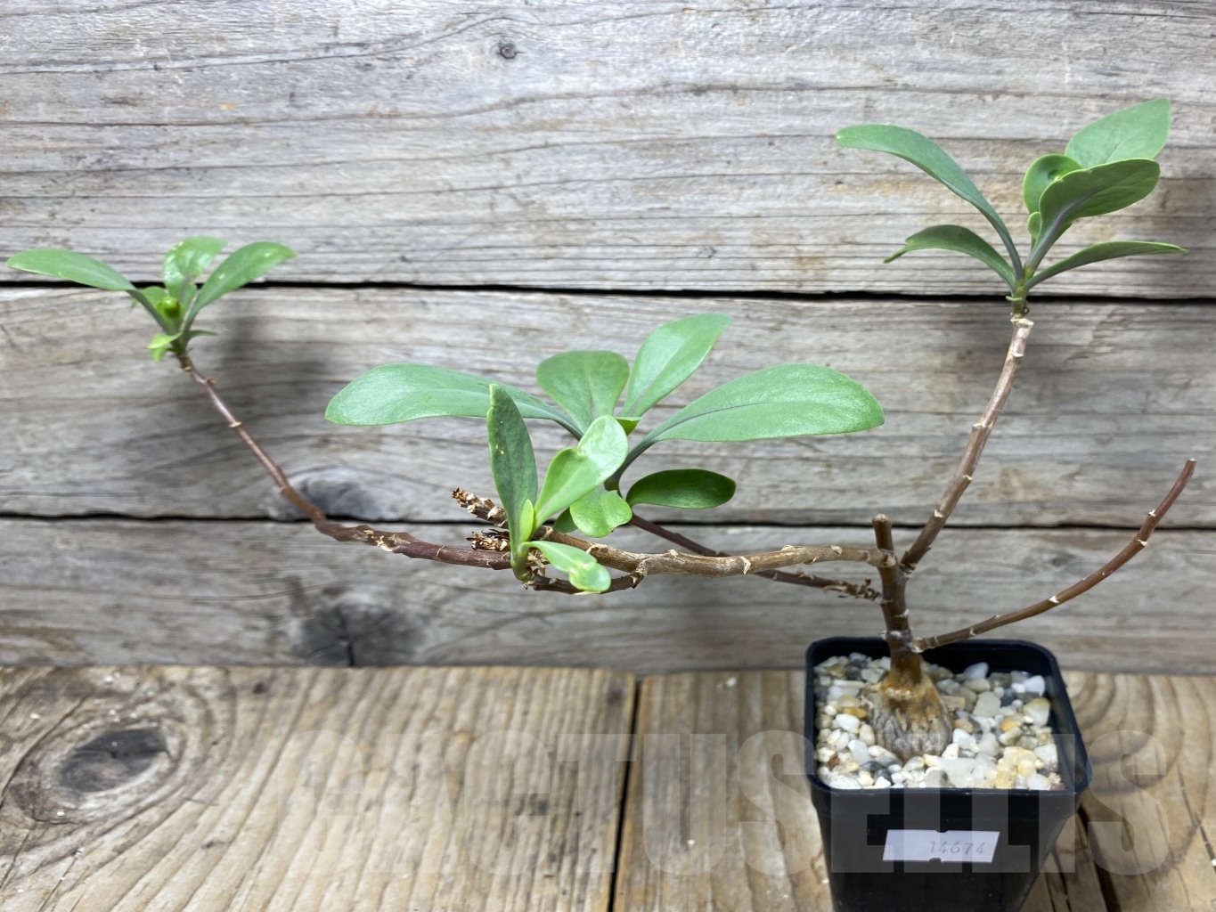 SHPR14674 Othonna pachypoda