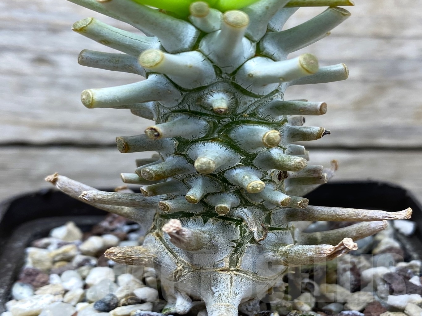 SHPR14683 Tylecodon wallichii - Image 2