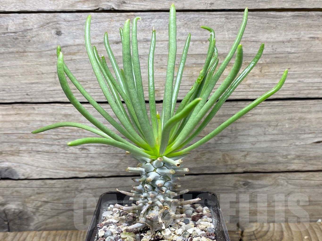 SHPR14683 Tylecodon wallichii