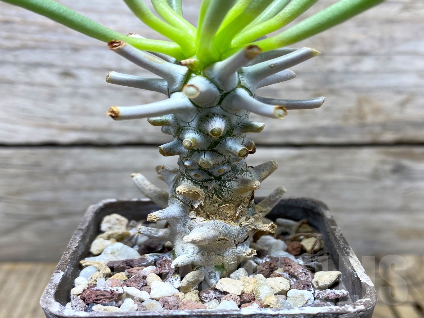 SHPR14685 Tylecodon wallichii - Image 2