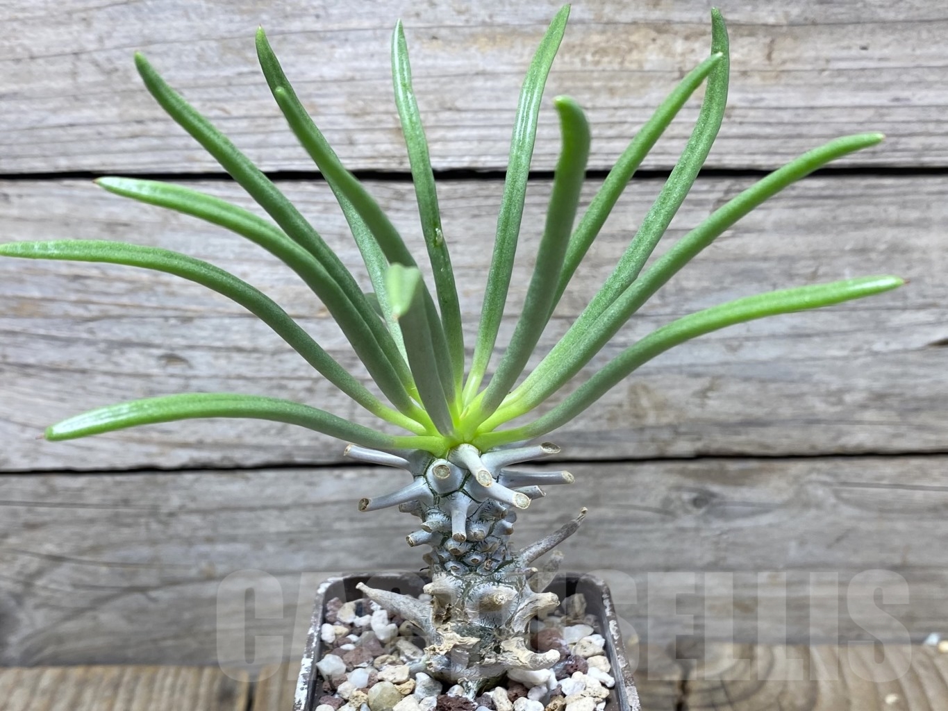 SHPR14685 Tylecodon wallichii