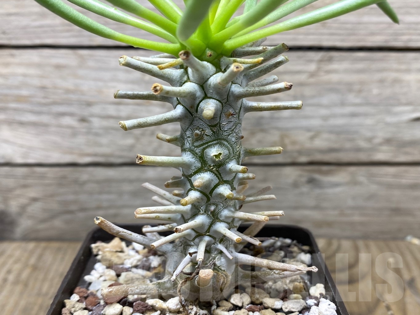 SHPR14686 Tylecodon wallichii - immagine 2