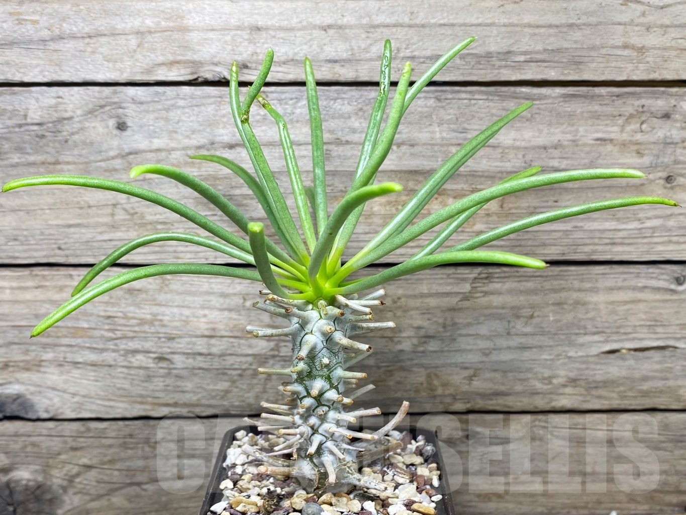 SHPR14686 Tylecodon wallichii