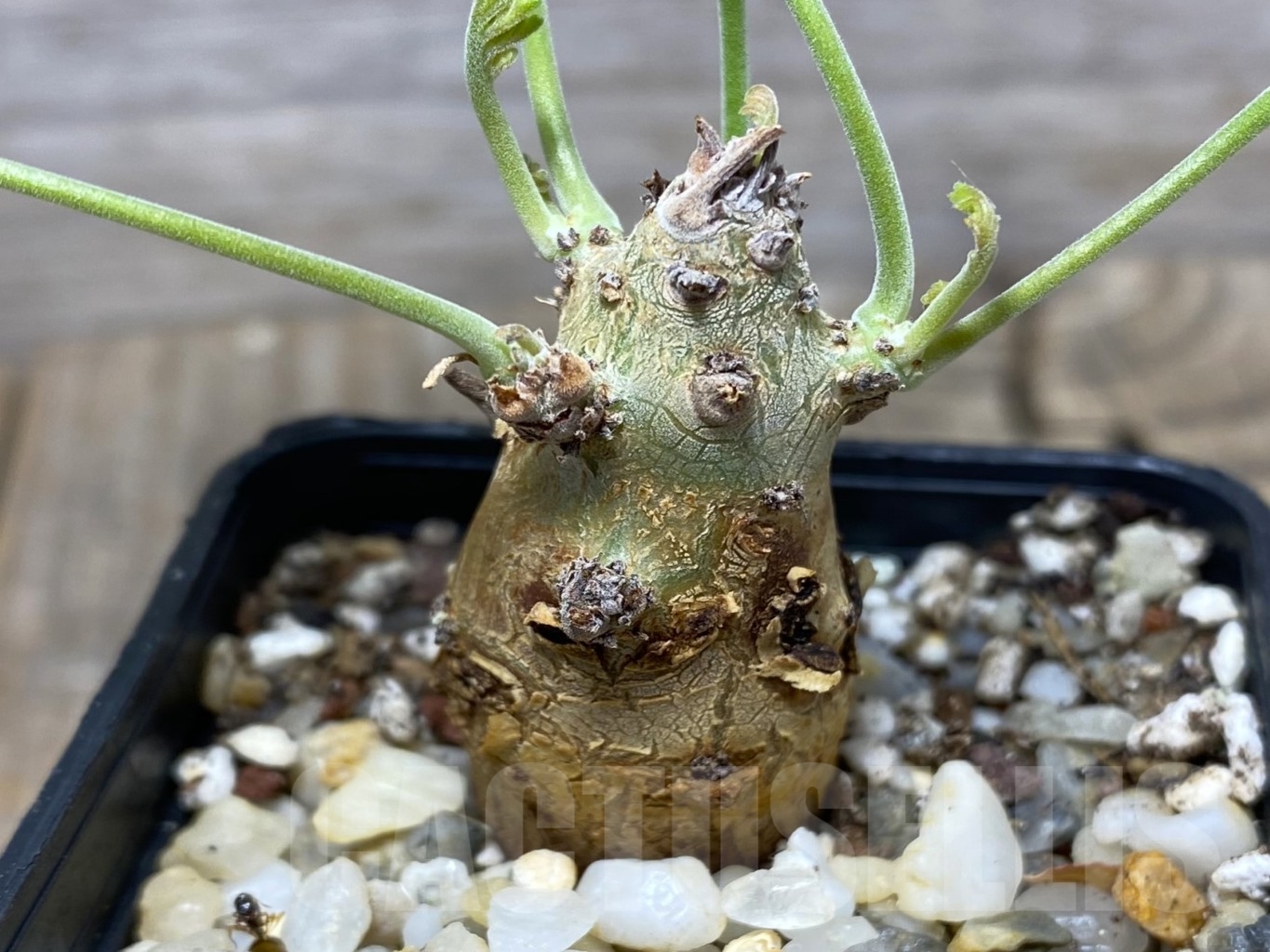 SHPR14688 Pelargonium crithmifolium – Bild 2