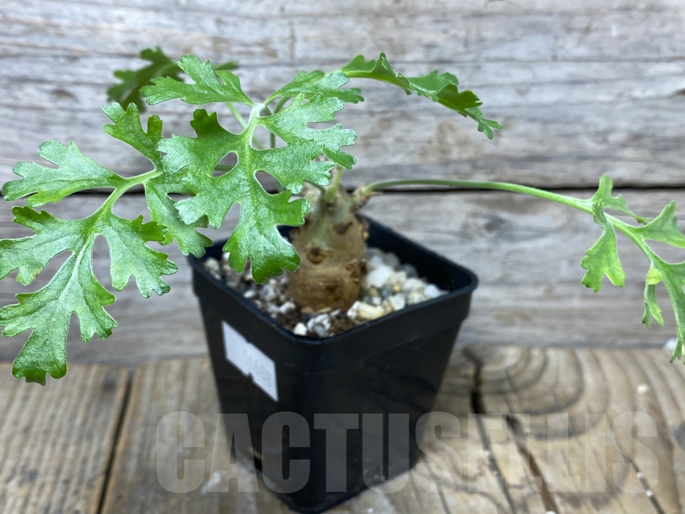 SHPR14688 Pelargonium crithmifolium