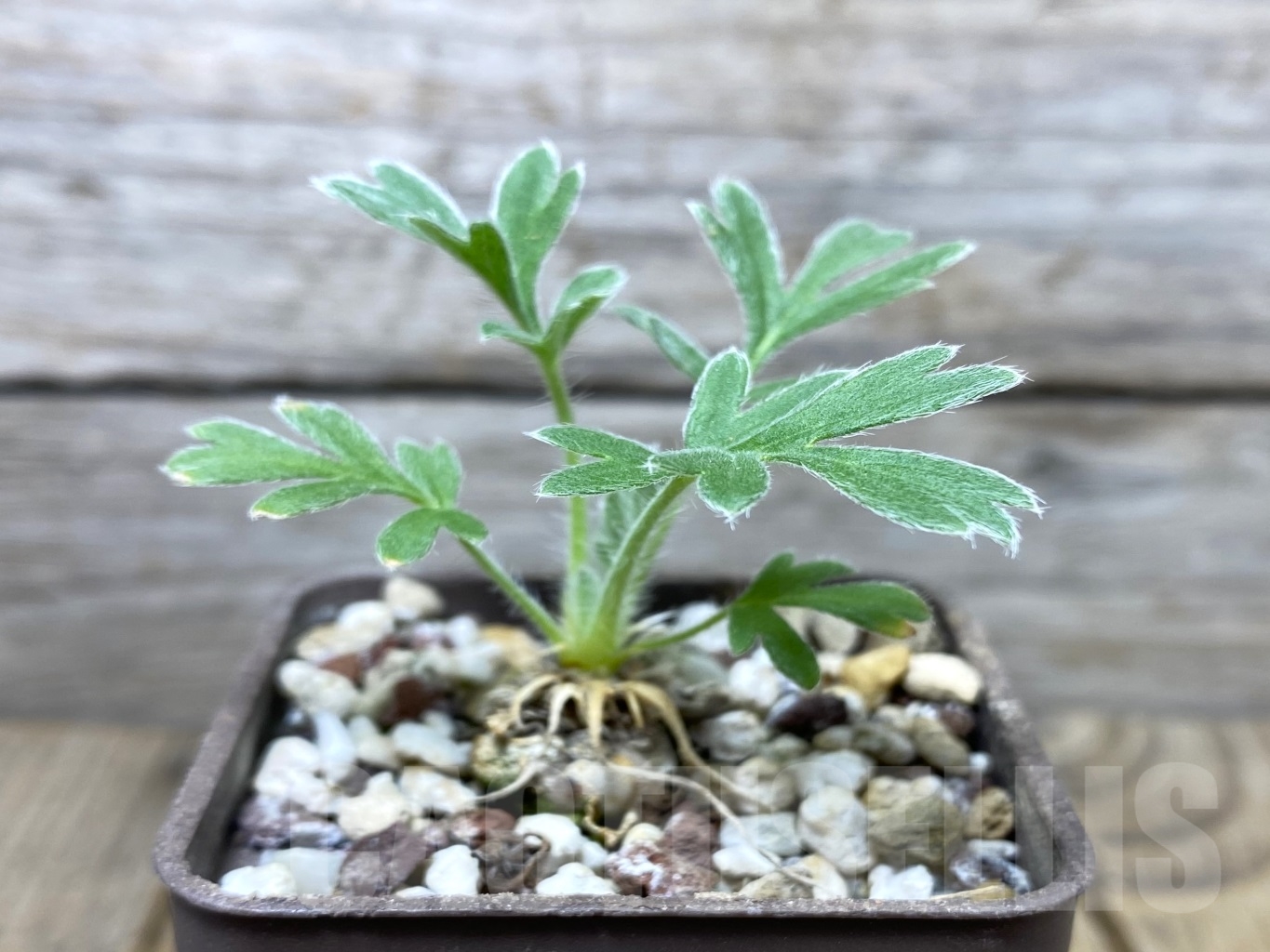 SHPR14690 Pelargonium aestivale