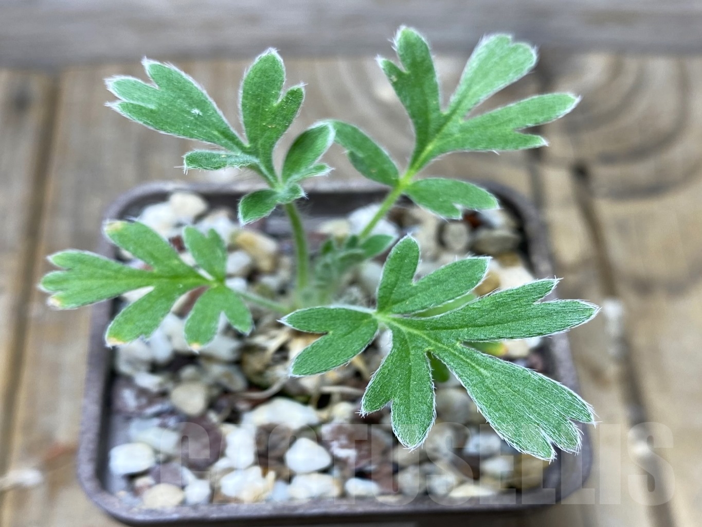 SHPR14690 Pelargonium aestivale - Image 2