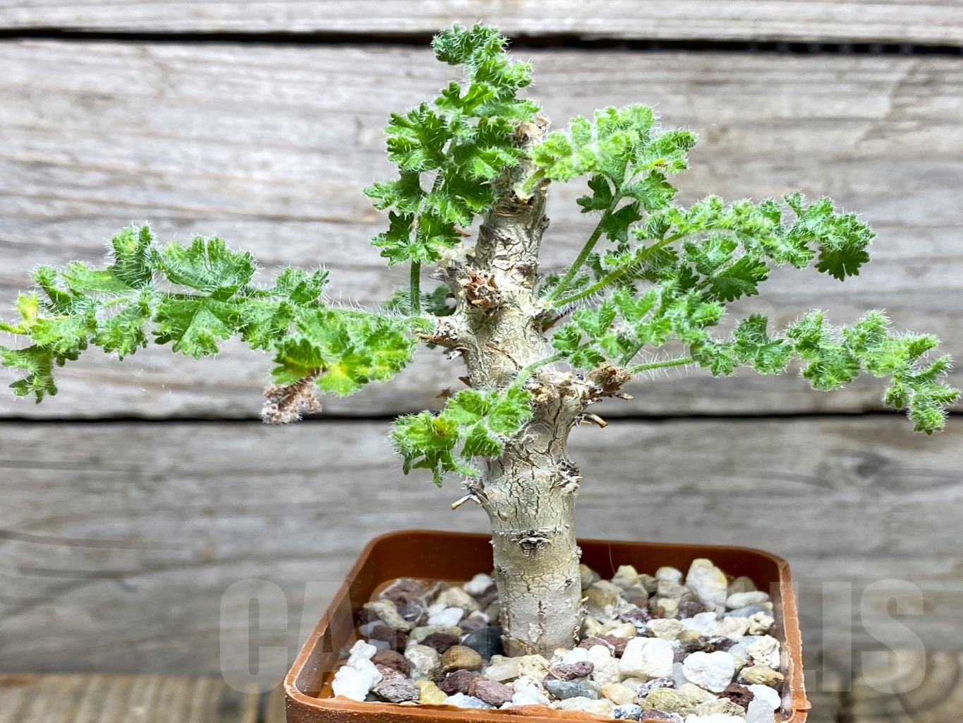 SHPR14691 Pelargonium alternans