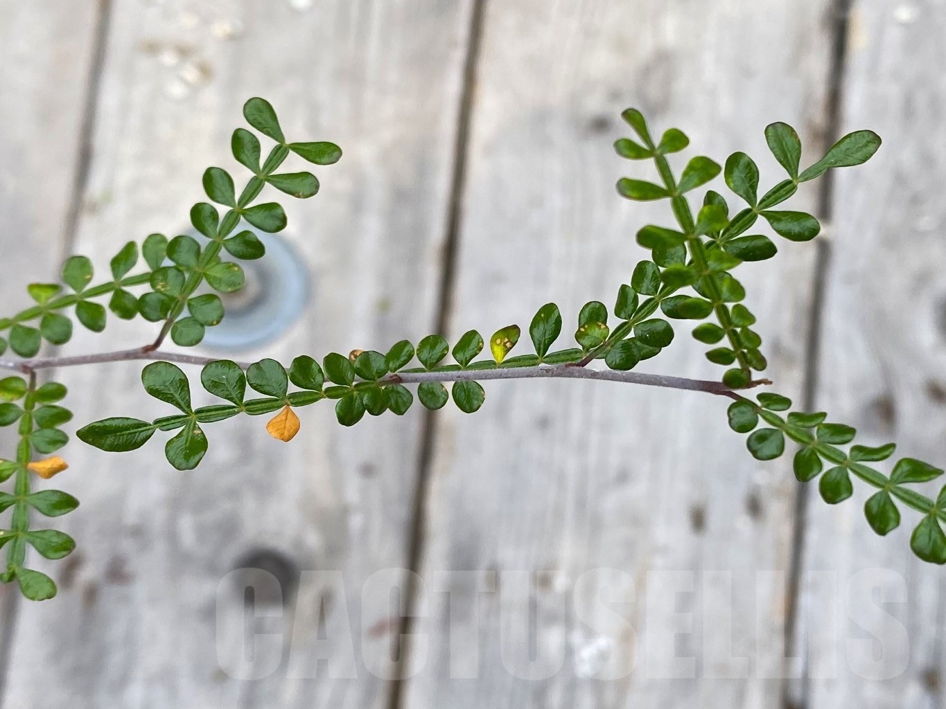 SHPR14694 Operculicarya decaryi - immagine 2