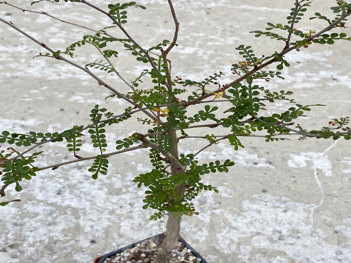 SHPR14694 Operculicarya decaryi