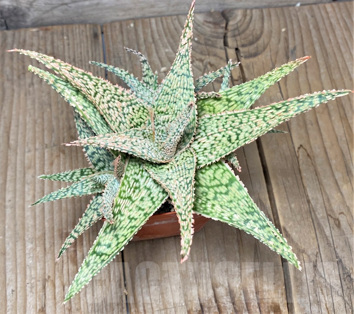 SHPR14722 Aloe hybrid - Imagen 2