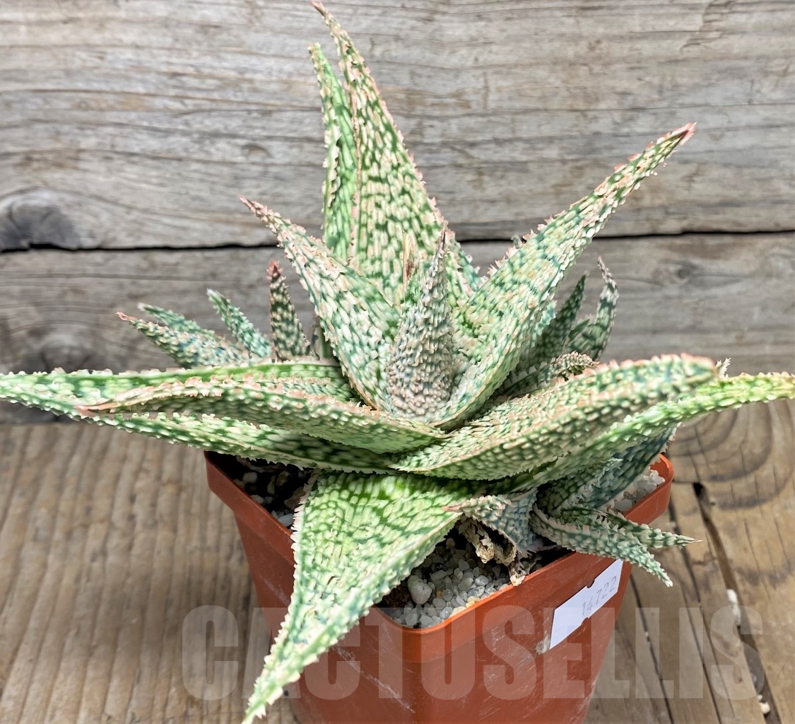 SHPR14722 Aloe hybrid