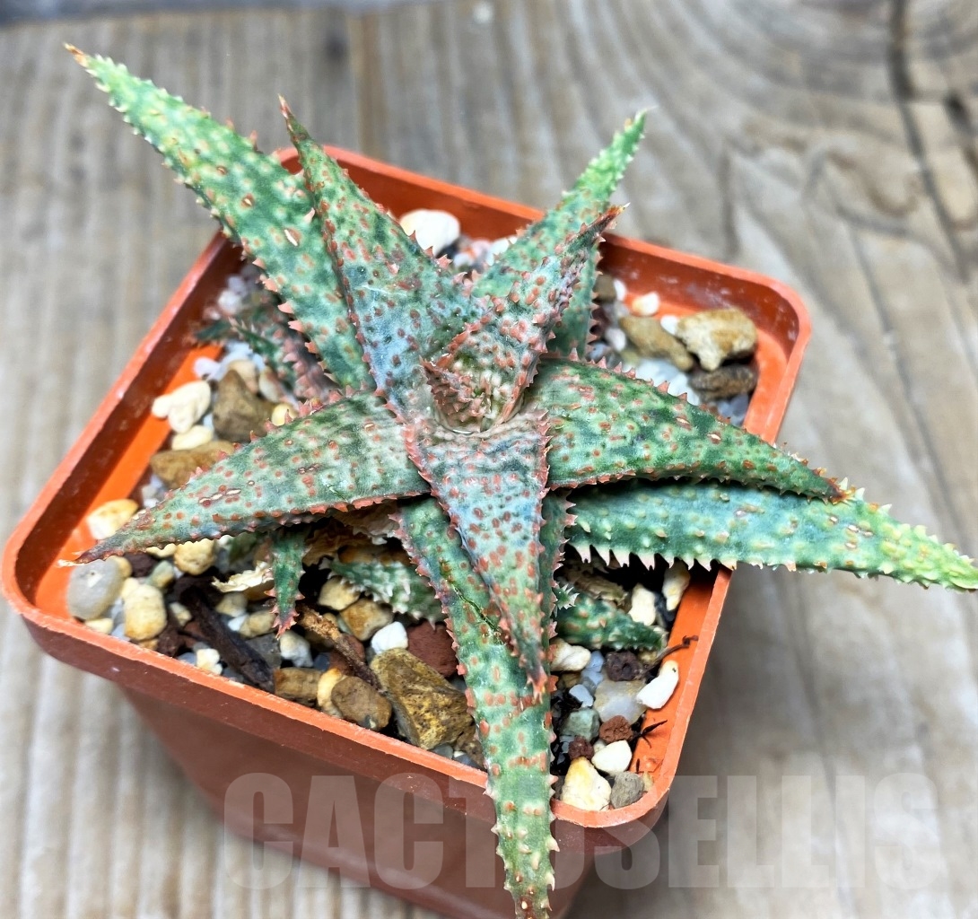 SHPR14725 Aloe 'Vito' x 'Franco'