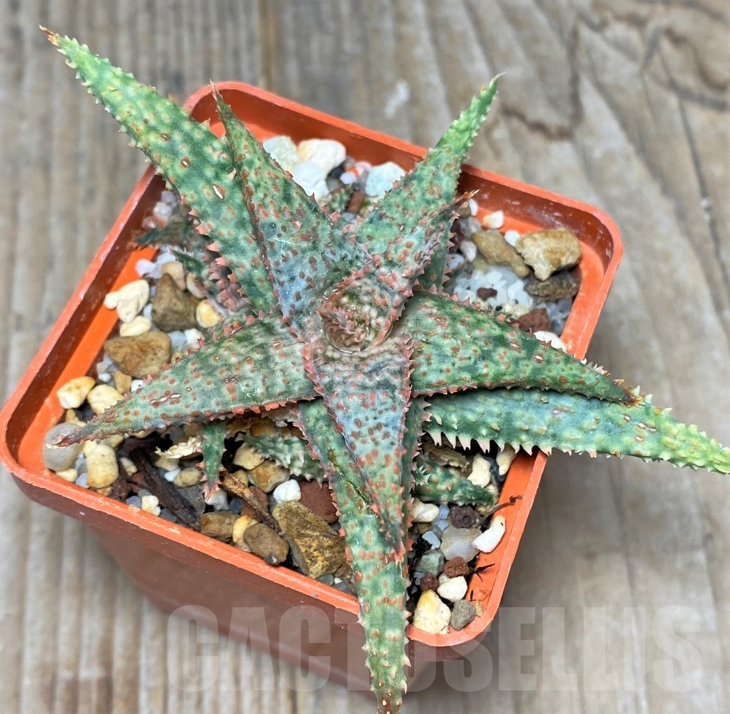 SHPR14725 Aloe 'Vito' x 'Franco' - Image 2