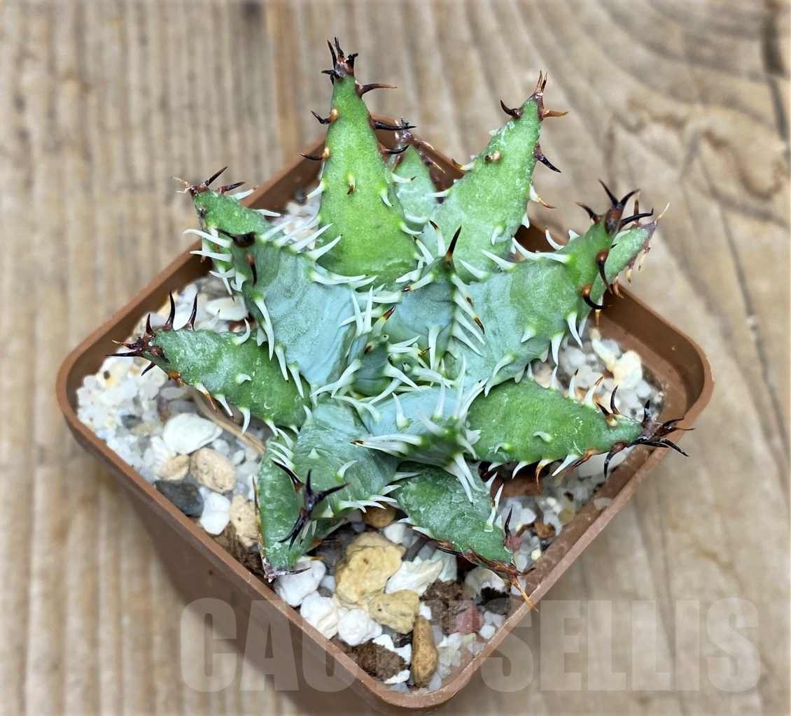 SHPR14726 Aloe erinacea - Imagen 2