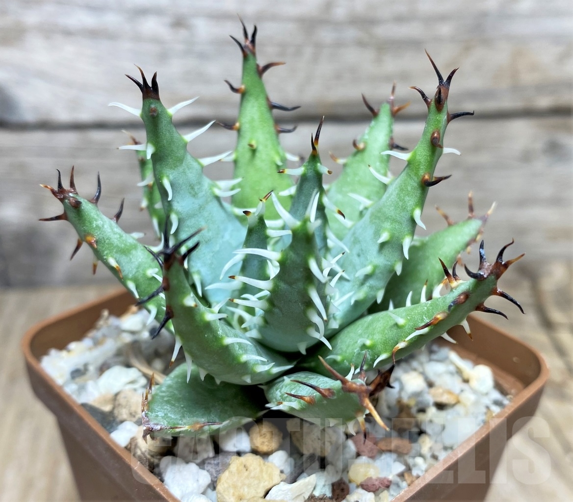 SHPR14726 Aloe erinacea