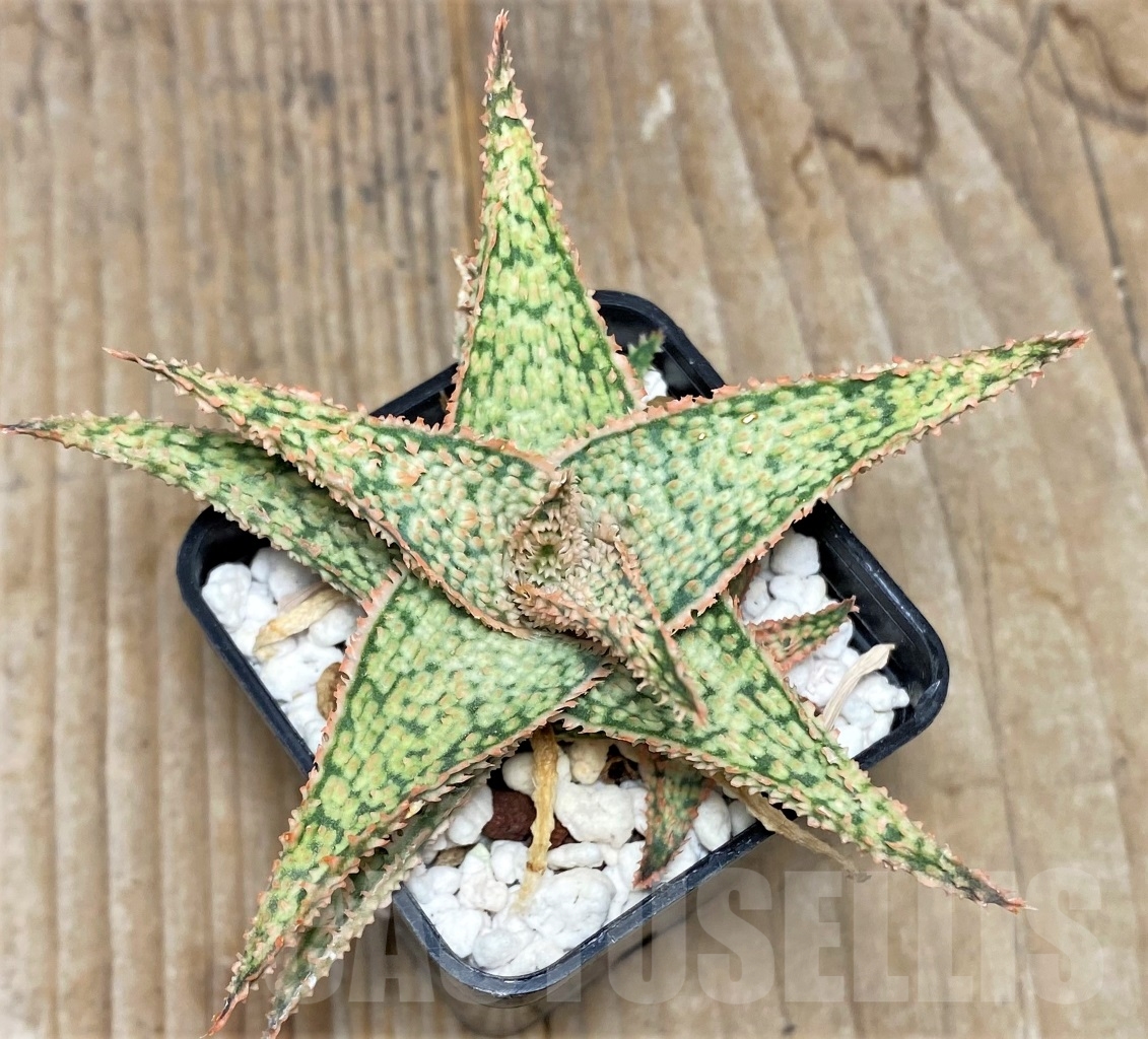 SHPR14727 Aloe hybrid - Image 2