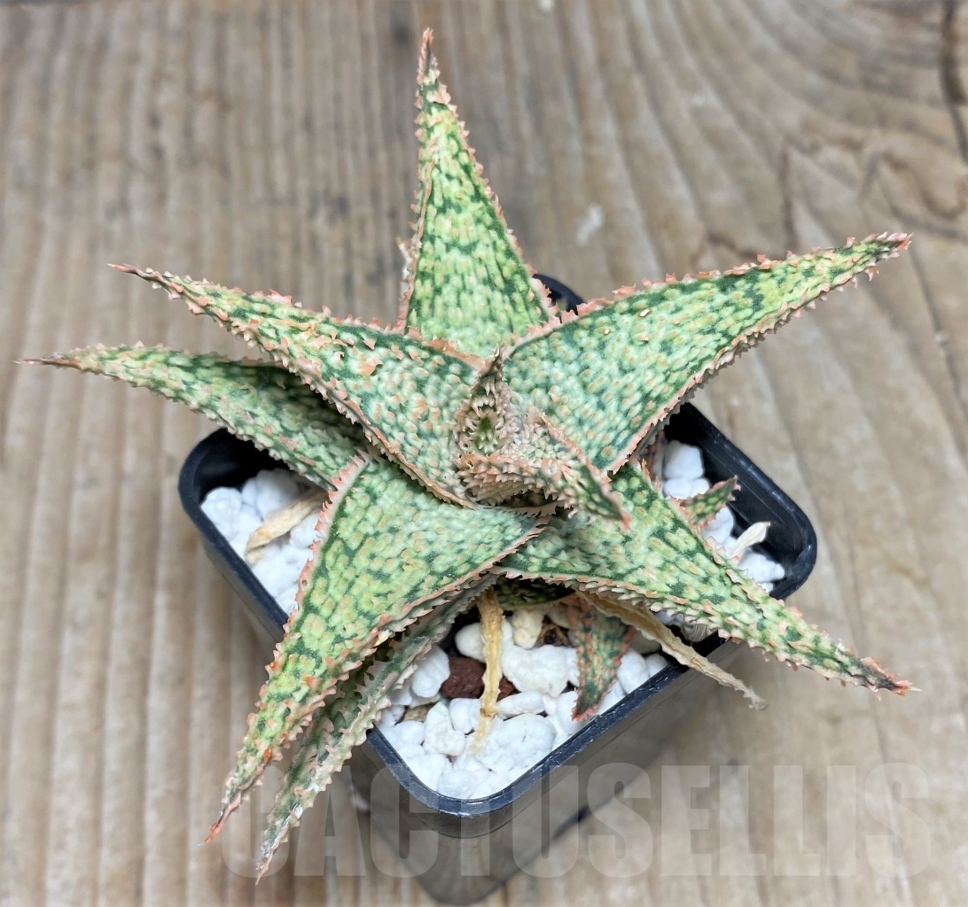 SHPR14727 Aloe hybrid