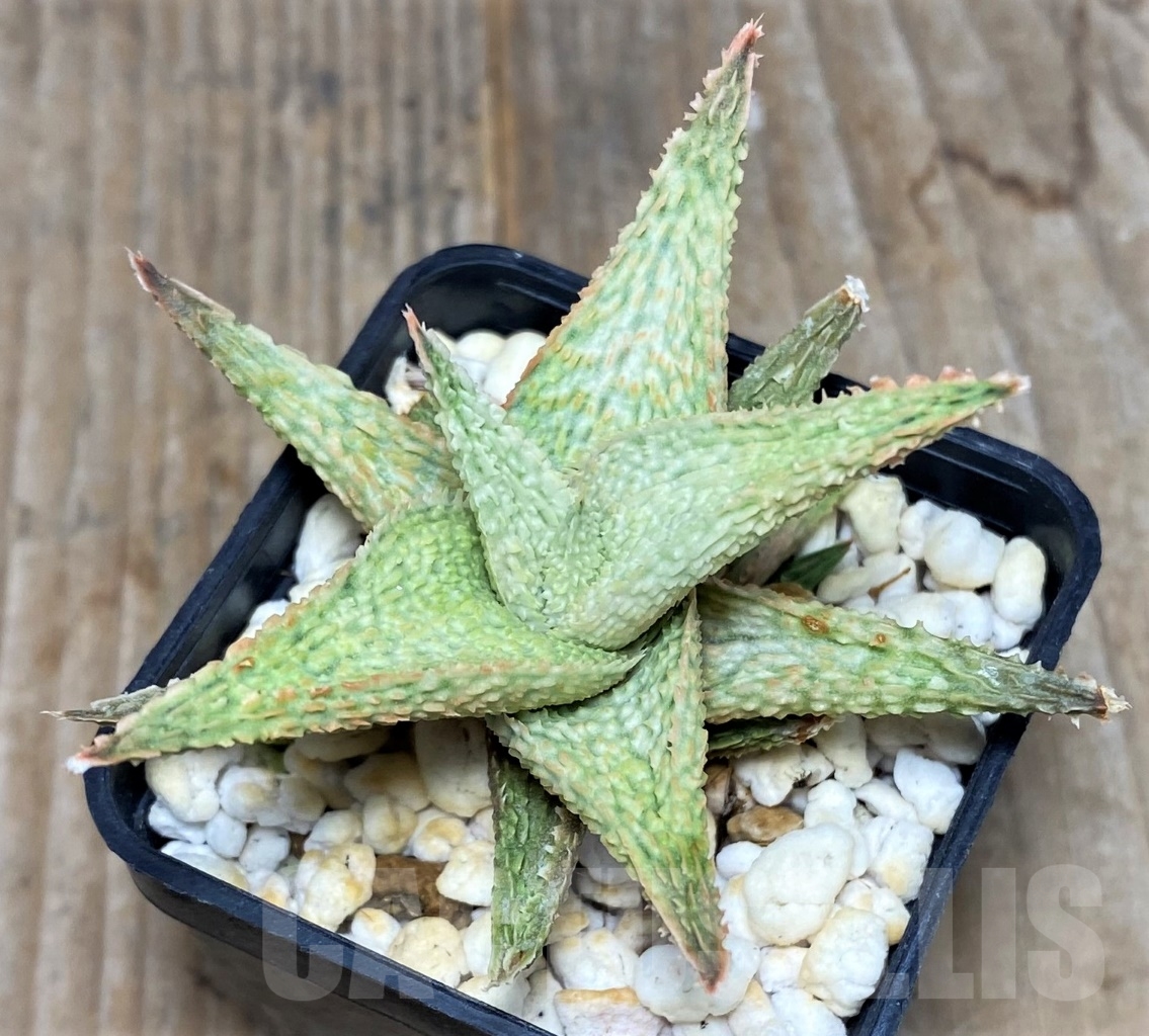 SHPR14729 Aloe hybrid