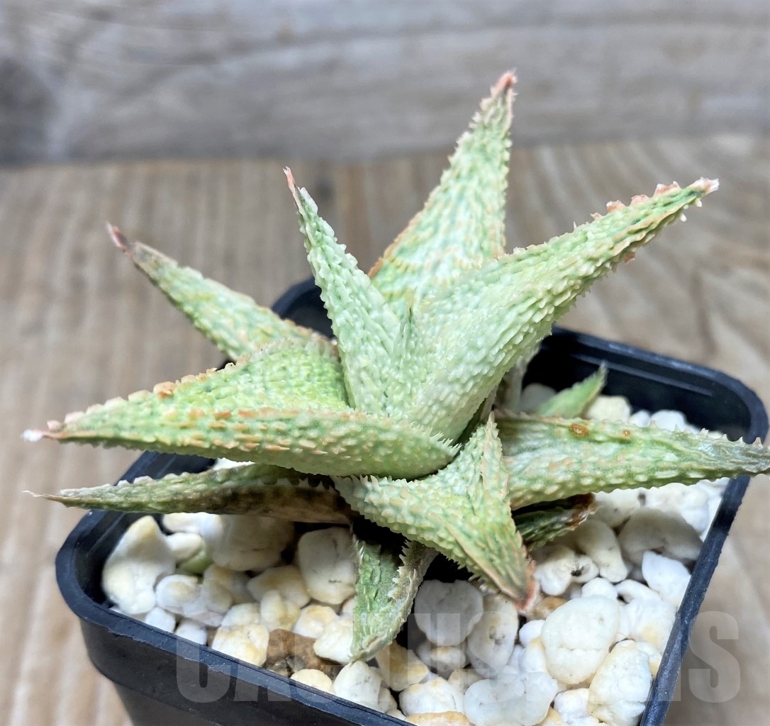 SHPR14729 Aloe hybrid - Image 2