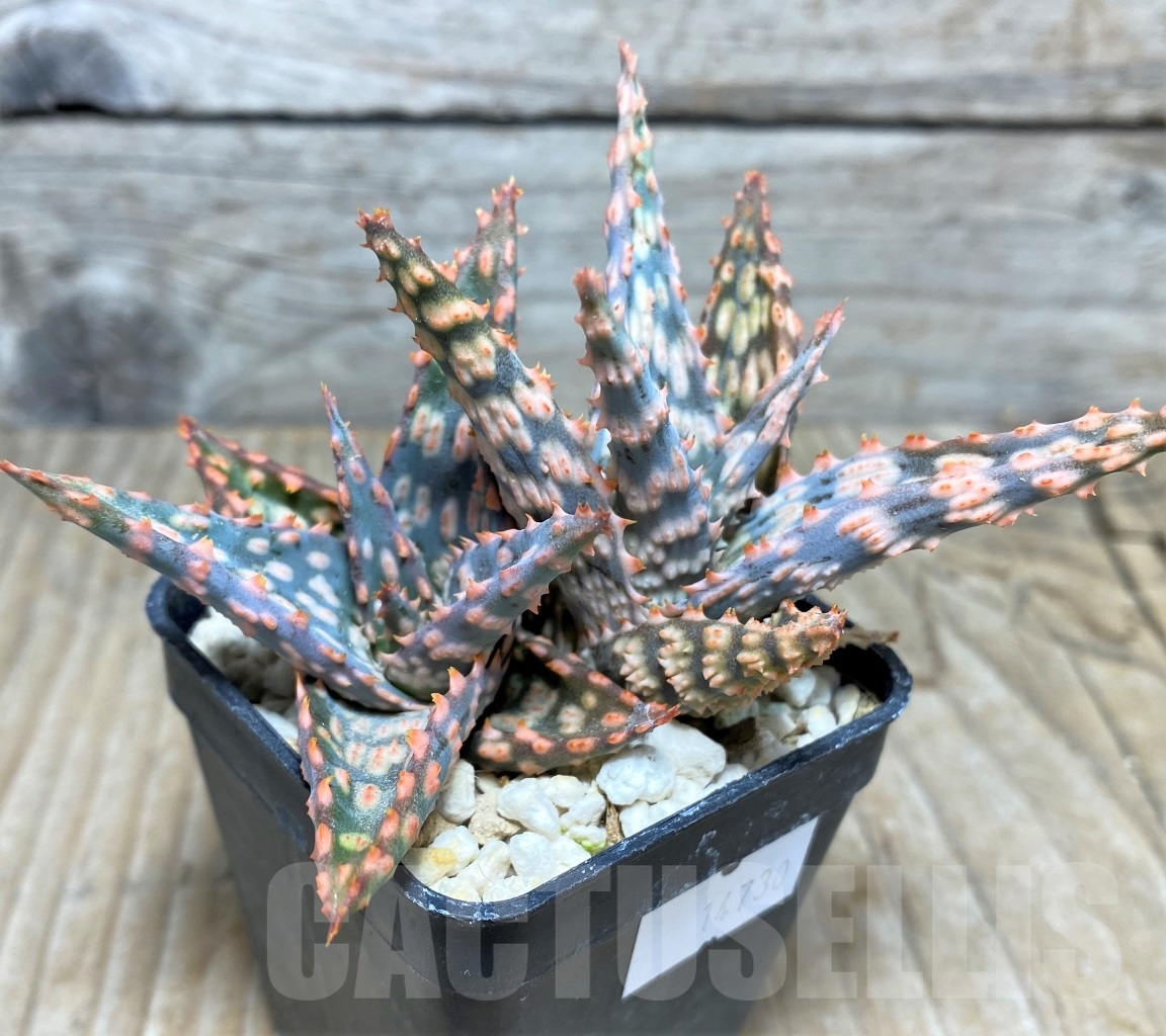 SHPR14730 Aloe hybrid