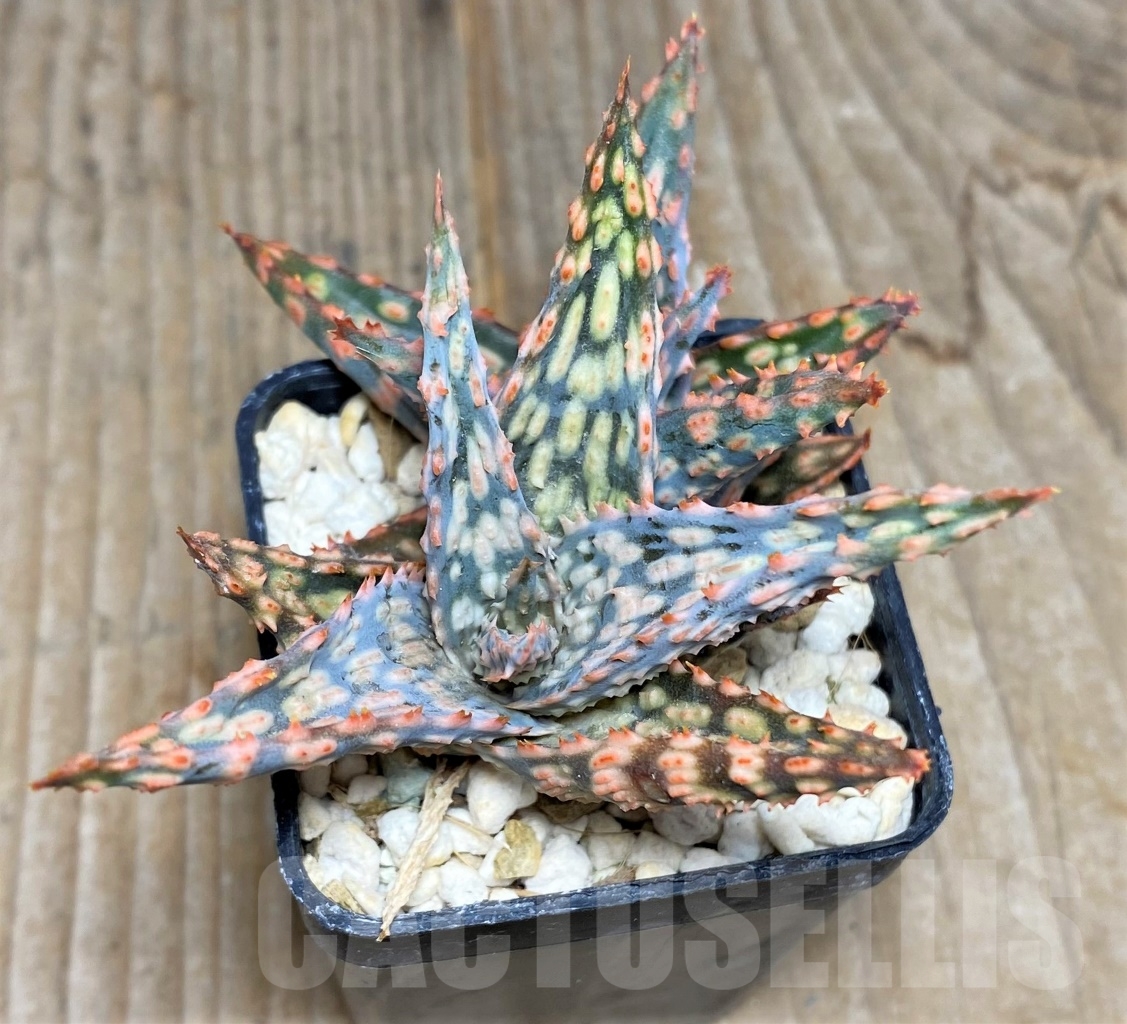 SHPR14730 Aloe hybrid - Image 2