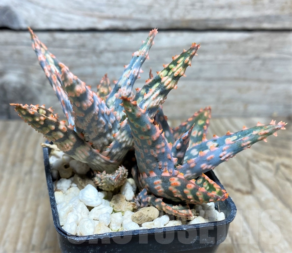 SHPR14730 Aloe hybrid - Image 3