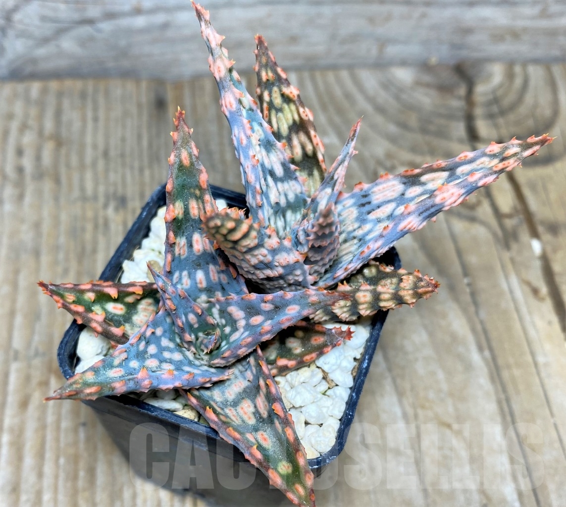 SHPR14730 Aloe hybrid - Image 4