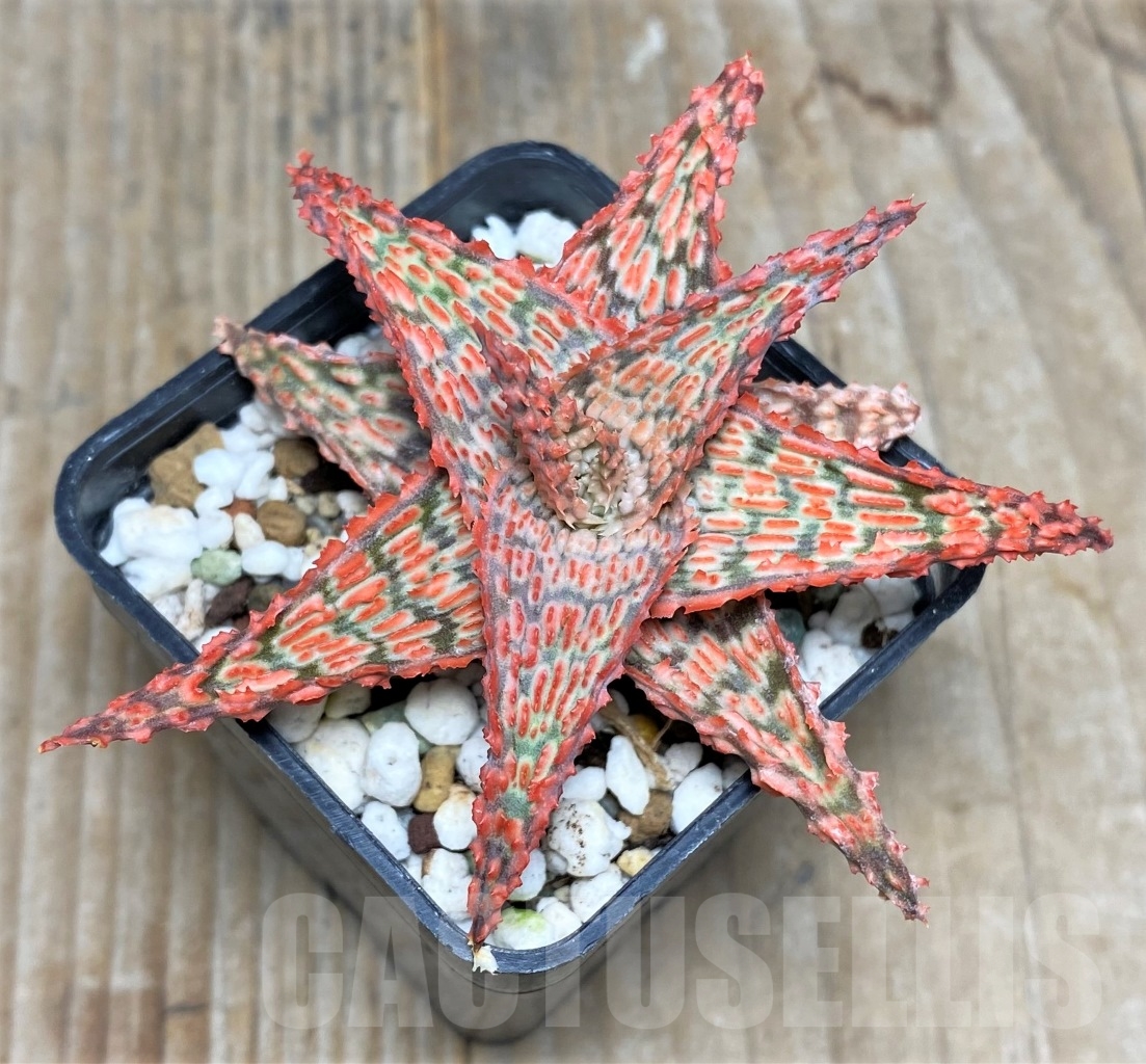 SHPR14734 Aloe hybrid