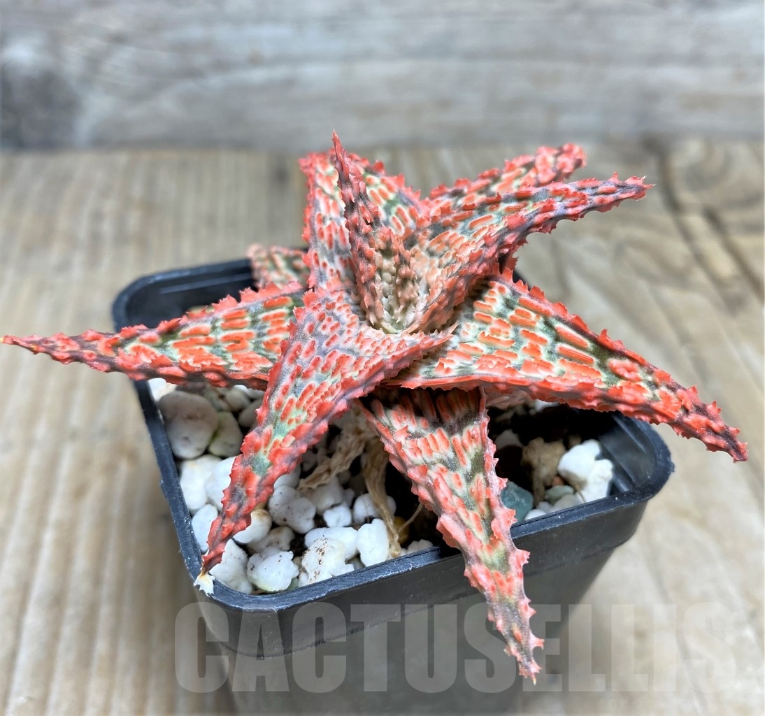 SHPR14734 Aloe hybrid - immagine 2