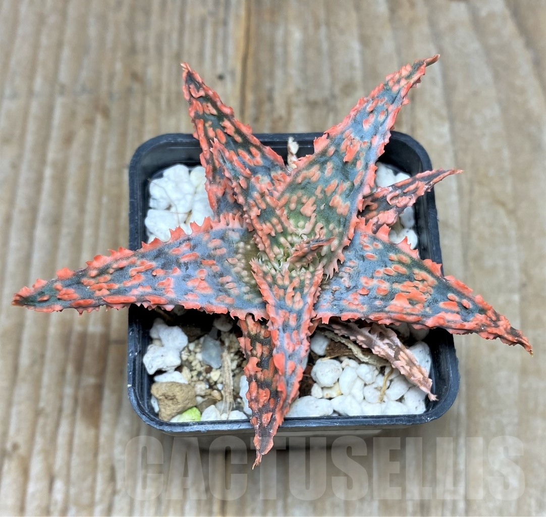 SHPR14737 Aloe hybrid - Зображення 2