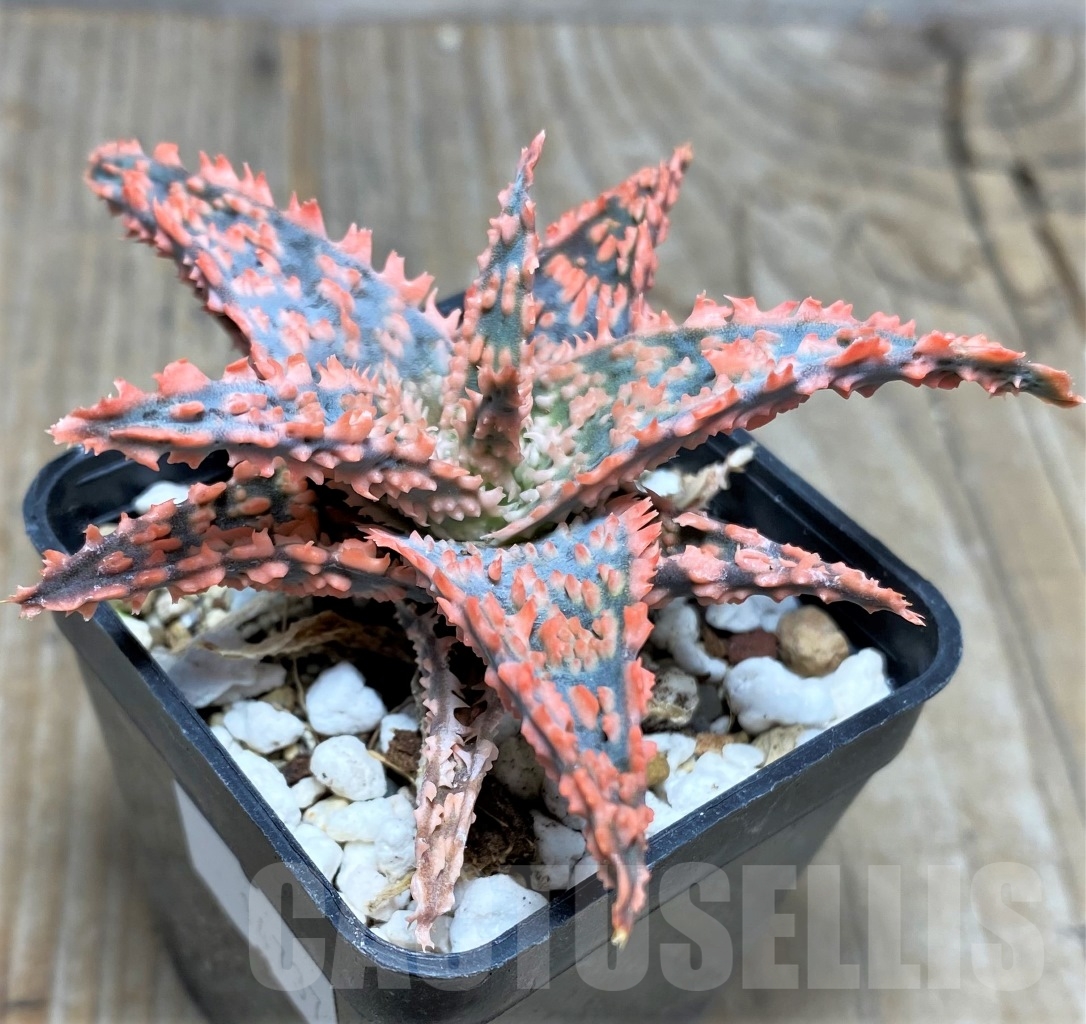 SHPR14737 Aloe hybrid