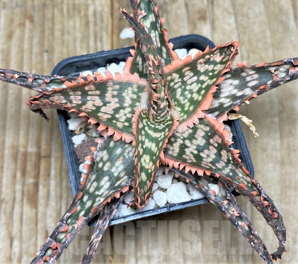 SHPR14738 Aloe hybrid - 画像 (2)