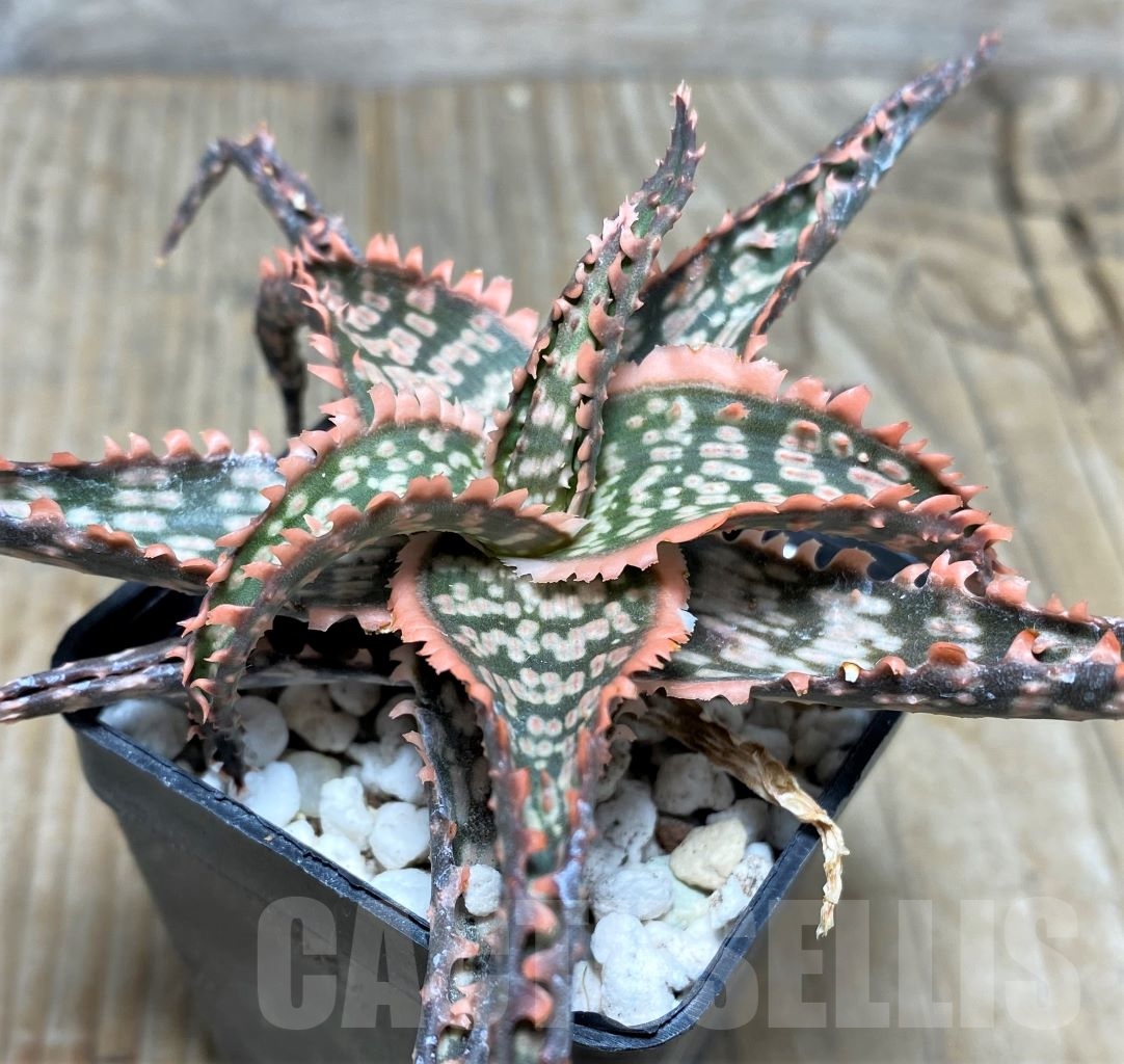 SHPR14738 Aloe hybrid