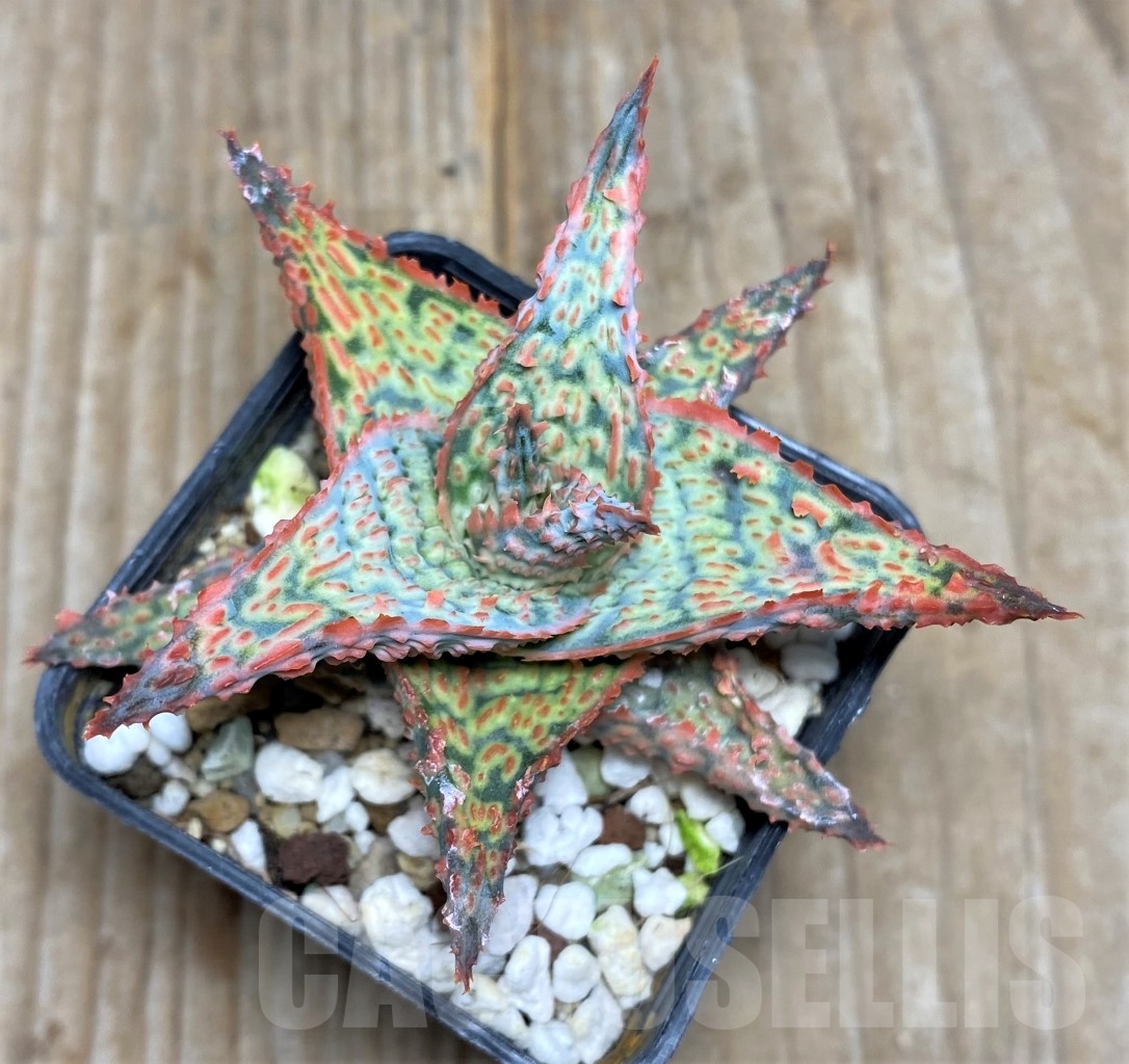 SHPR14739 Aloe hybrid - Image 3