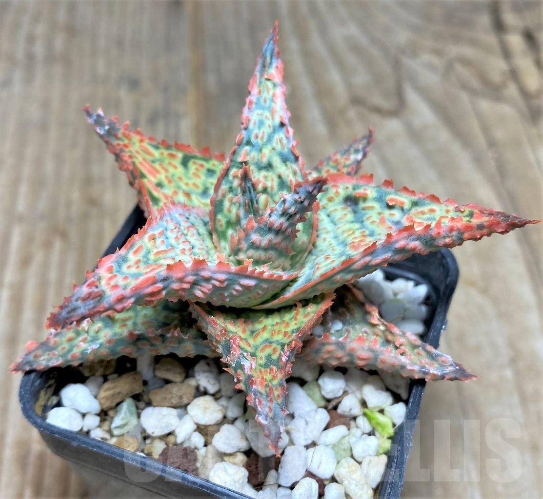 SHPR14739 Aloe hybrid