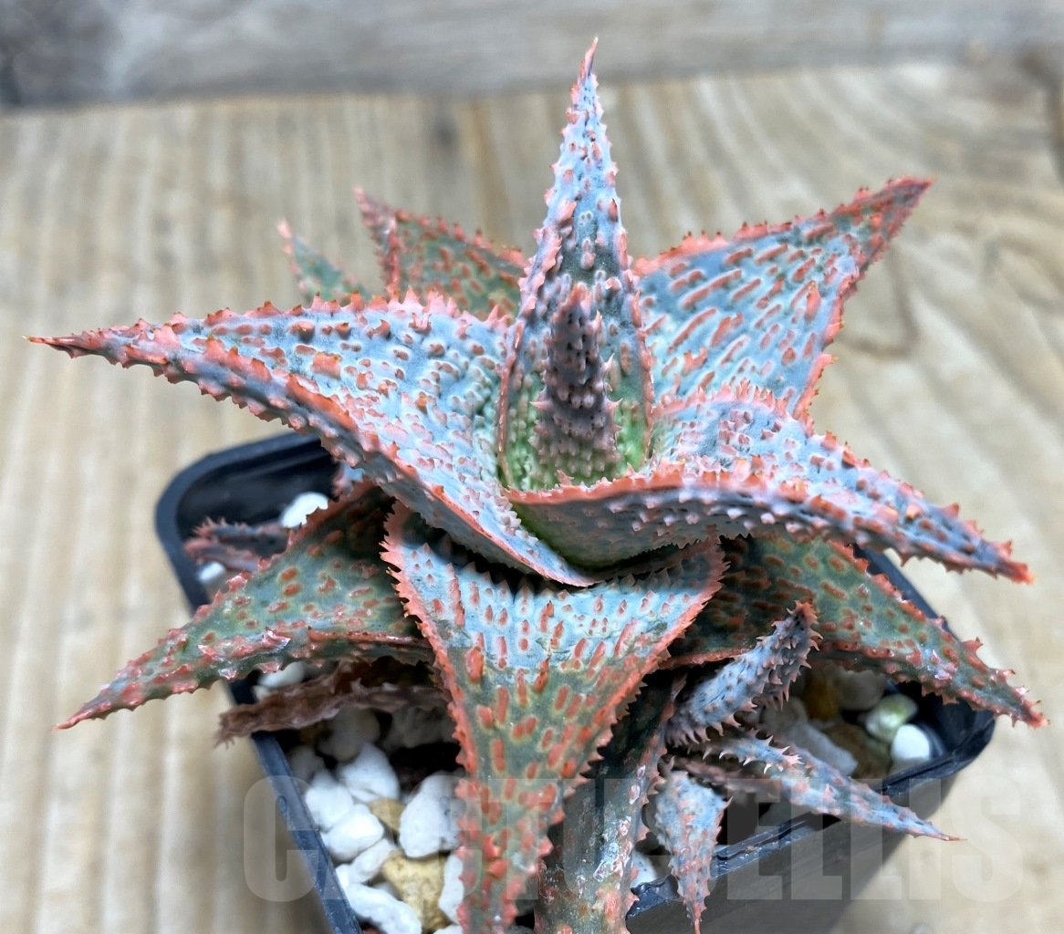 SHPR14741 Aloe hybrid